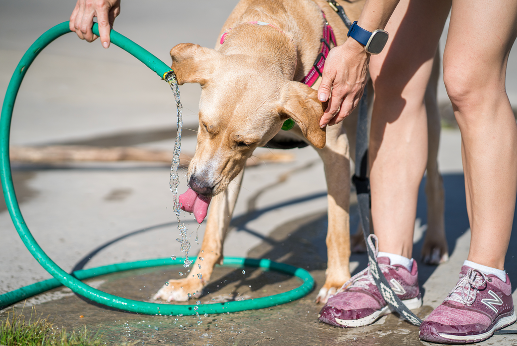 Tap water for dogs best sale