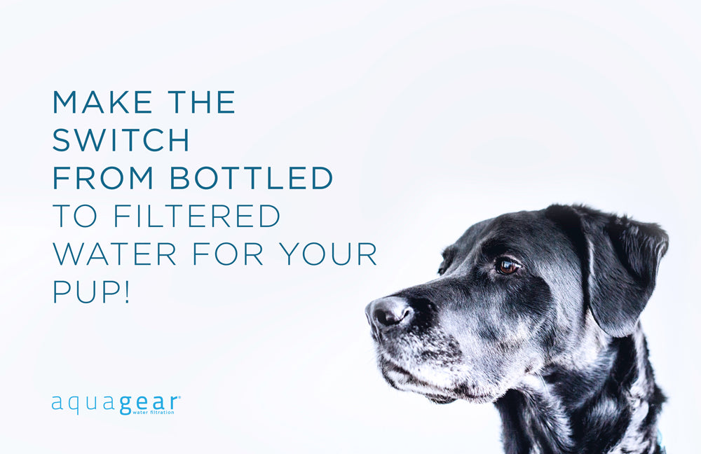 Make the switch from bottled water to filtered for your dog!