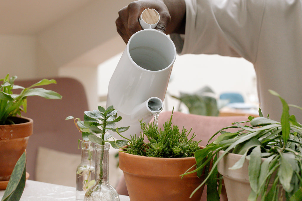 The Benefits of Filtered Water for Your Plants